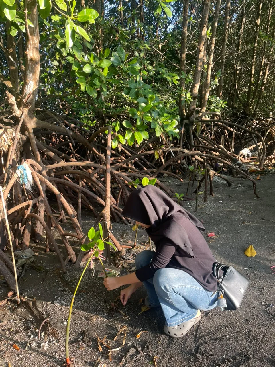 Ekowisata Mangrove